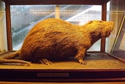 2nd Jan 2025 - The Great Rat of Abercych