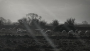2nd Jan 2025 - beam me up woolly (2nd jan 2022)