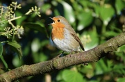 2nd Jan 2025 - Tuneful Robin