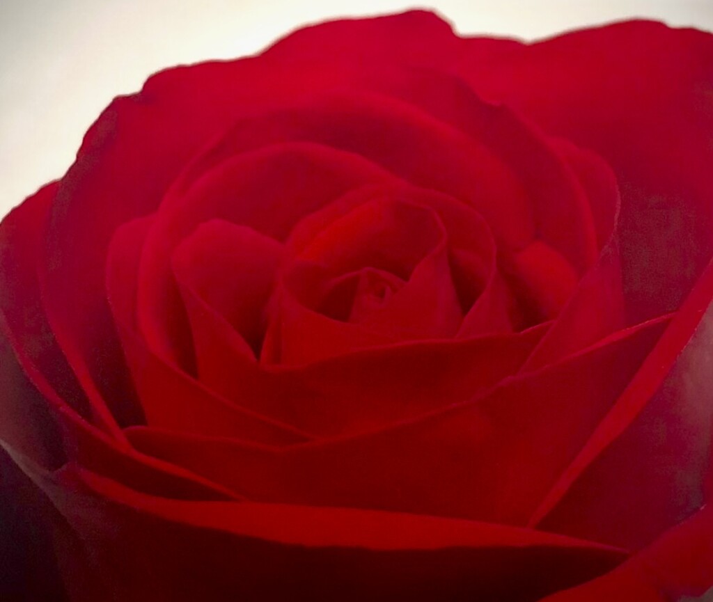 A rose by any other name… by catey