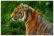 3rd Jan 2025 - Happy 1st Birthday Cahya
