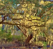 2nd Jan 2025 - Spanish moss and afternoon light
