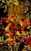 3rd Jan 2025 - Last Autumn color
