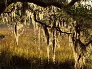 3rd Jan 2025 - Late afternoon light and Spanish moss