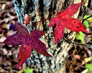 3rd Jan 2025 - Last of the Autumn color