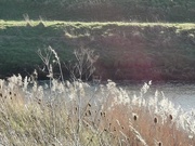 3rd Jan 2025 - Water's Edge