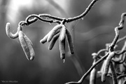 28th Dec 2024 - hazelnut tree