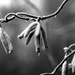 hazelnut tree