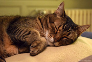1st Jan 2025 - 2025 will be full of naps on laps