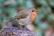 3rd Jan 2025 - Performing robin