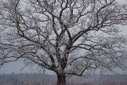 2nd Jan 2025 - Favorite tree...