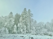 3rd Jan 2025 - Winter wonderland. 