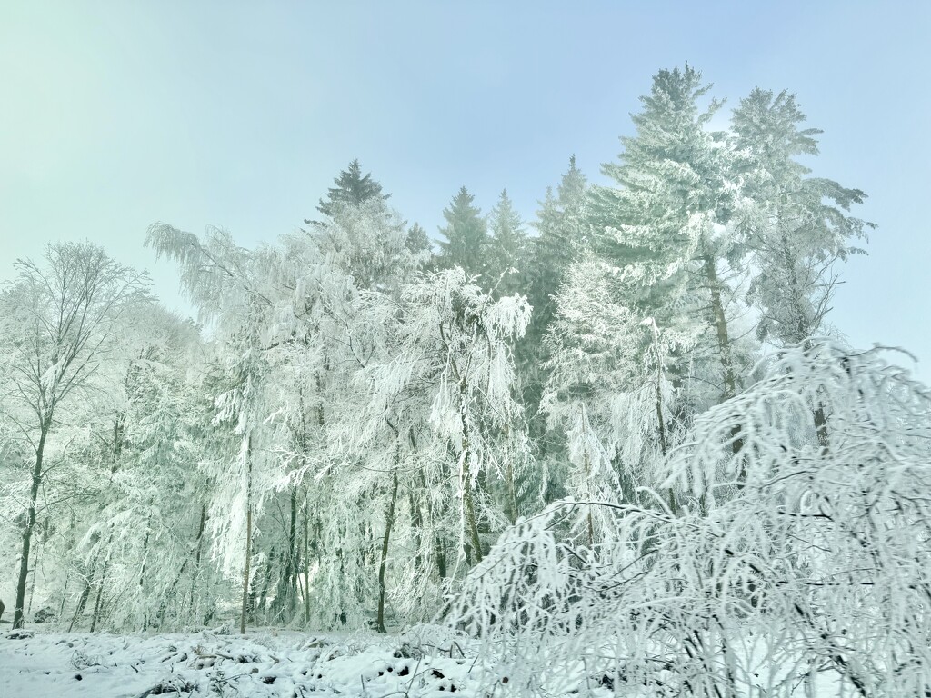 White.  by cocobella
