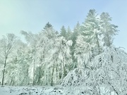 3rd Jan 2025 - White. 