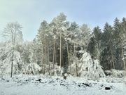 3rd Jan 2025 - White woods. 