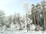 3rd Jan 2025 - White tree. 