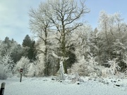 3rd Jan 2025 - Strolling in the snow. 