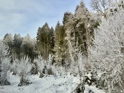 4th Jan 2025 - White Forest. 