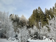 4th Jan 2025 - In the white woods