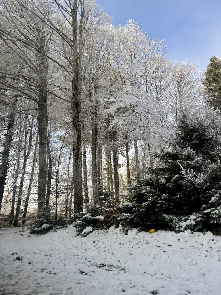 Winter.  by cocobella