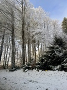 4th Jan 2025 - Winter. 