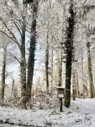 4th Jan 2025 - Walking in the white woods. 