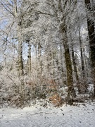 4th Jan 2025 - Snow laces. 