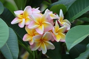 4th Jan 2025 - Frangipani