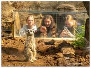 4th Jan 2025 - Meerkats and Kids..