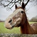 Neigh bour in next field ! by nigelrogers