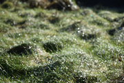 1st Jan 2025 - dew