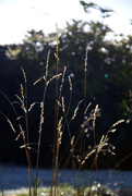 2nd Jan 2025 - weeds