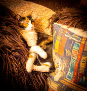 4th Jan 2025 - Letting sleeping cats lie