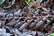 4th Jan 2025 - Frost
