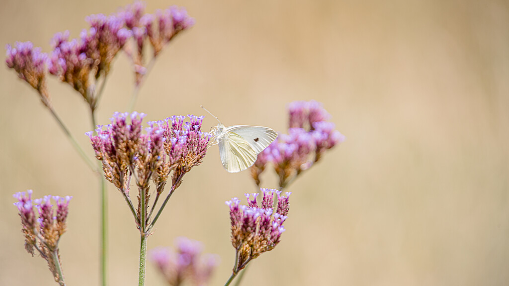 White Butterfly by purdeygrey