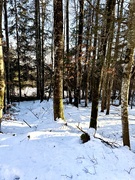 5th Jan 2025 - In the forest. 