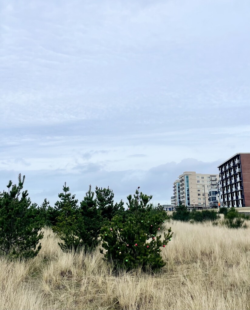 Seaside by am2584