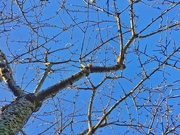4th Jan 2025 - Blue sky #4
