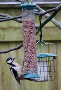 5th Jan 2025 - Woody