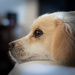 Eevee profile