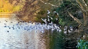 5th Jan 2025 - Gulls Galore
