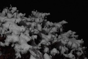 4th Jan 2025 - Snow-Covered Clematis Vines