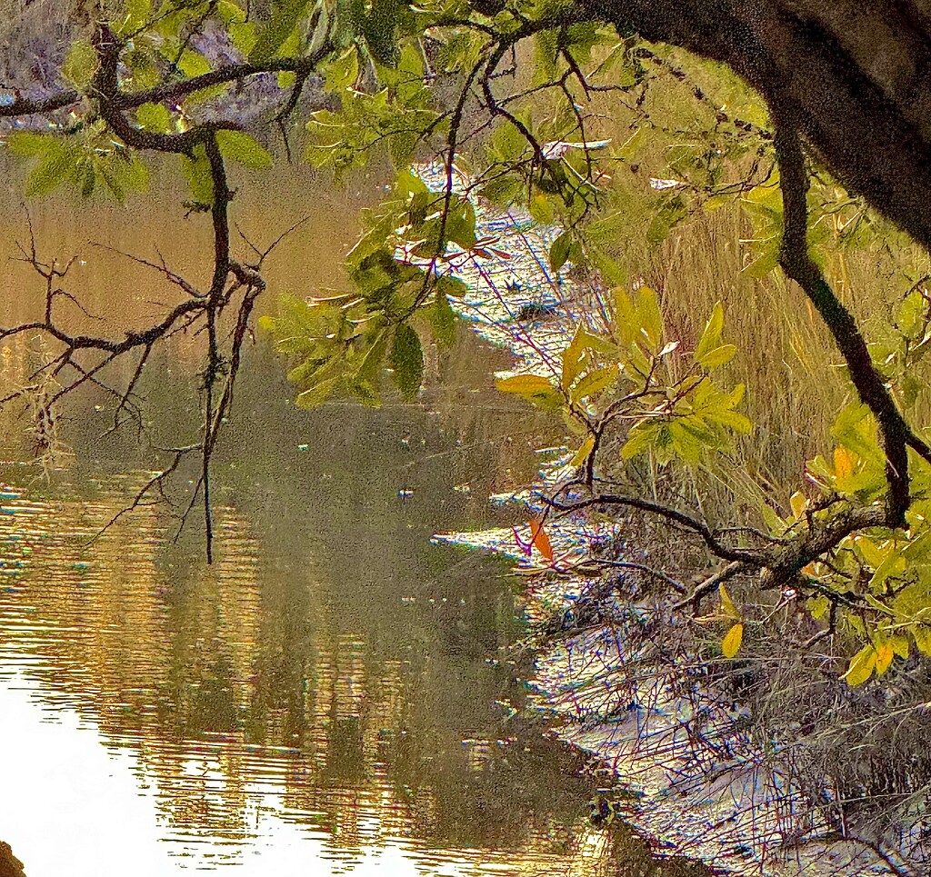 Along the banks of the tidal creek by congaree