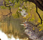 4th Jan 2025 - Along the banks of the tidal creek