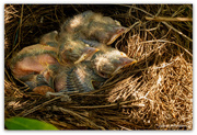 6th Jan 2025 - Triplets..