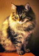 5th Jan 2025 - And Very Demure