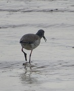 4th Jan 2025 - Black tailed godwit