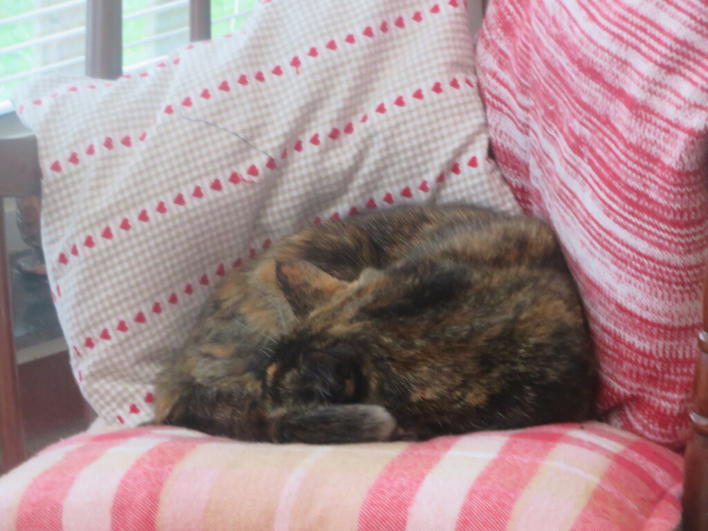 Cosy by lellie