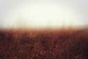 6th Jan 2025 - Spirits Breathe