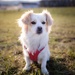 Eevee at the dogpark